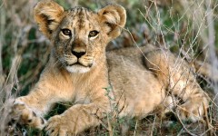 Desktop image. Animals. ID:34606