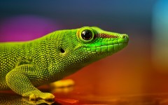 Desktop image. Animals. ID:51033