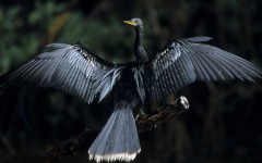 Desktop image. Animals. ID:34608