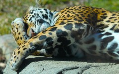 Desktop image. Animals. ID:51127