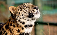 Desktop image. Animals. ID:34610