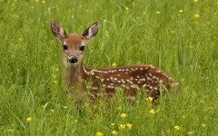 Desktop image. Animals. ID:34611