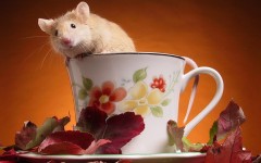 Desktop image. Animals. ID:34612