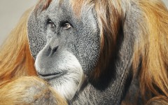 Desktop image. Animals. ID:34614