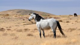 Desktop image. Animals. ID:100640
