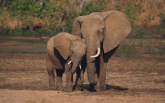 Desktop image. Animals. ID:34616