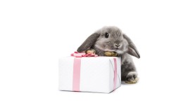 Desktop image. Animals. ID:34617