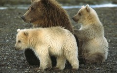 Desktop image. Animals. ID:34618