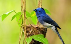 Desktop image. Animals. ID:34619