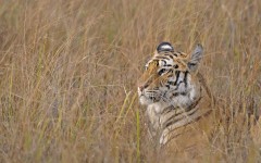 Desktop image. Animals. ID:51212