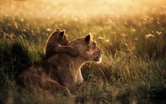 Desktop image. Animals. ID:51234