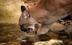 Desktop image. Animals. ID:51177