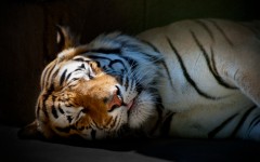 Desktop image. Animals. ID:34628