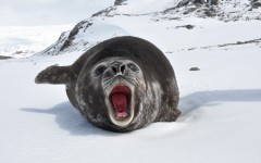 Desktop image. Animals. ID:34629