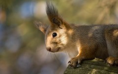Desktop image. Animals. ID:34630