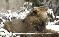 Desktop image. Animals. ID:34631