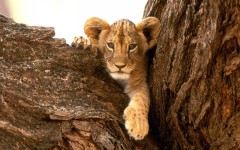 Desktop image. Animals. ID:34634