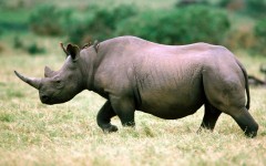 Desktop image. Animals. ID:34635
