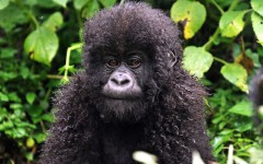 Desktop image. Animals. ID:34637