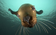 Desktop image. Animals. ID:34638