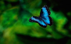 Desktop image. Animals. ID:34641