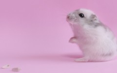 Desktop image. Animals. ID:34642