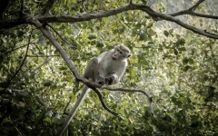 Desktop image. Animals. ID:50412