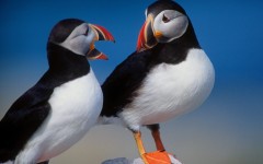 Desktop image. Animals. ID:34644