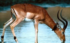 Desktop image. Animals. ID:34645
