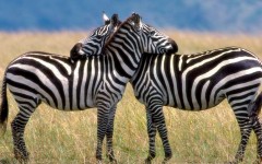 Desktop image. Animals. ID:34646