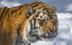 Desktop image. Animals. ID:51165
