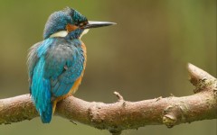 Desktop image. Animals. ID:51235