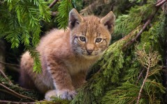 Desktop image. Animals. ID:34649