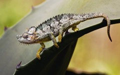 Desktop image. Animals. ID:34650