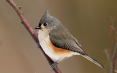 Desktop image. Animals. ID:34652