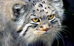 Desktop image. Animals. ID:34653