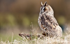 Desktop image. Animals. ID:51242