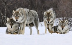 Desktop image. Animals. ID:34655