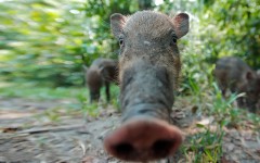 Desktop image. Animals. ID:34656