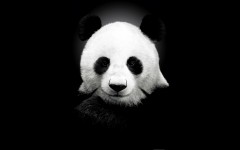 Desktop image. Animals. ID:34658