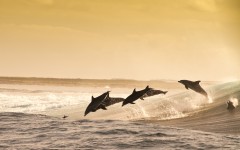 Desktop image. Animals. ID:51252