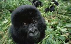 Desktop image. Animals. ID:34660