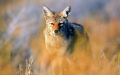 Desktop image. Animals. ID:34661