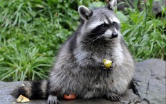 Desktop image. Animals. ID:51282
