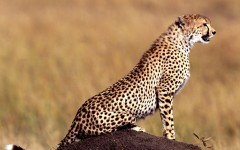 Desktop image. Animals. ID:34663