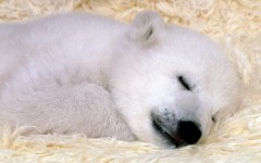 Desktop image. Animals. ID:34664