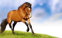 Desktop image. Animals. ID:34665