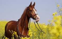 Desktop image. Animals. ID:51272