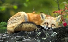 Desktop image. Animals. ID:34668