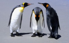 Desktop image. Animals. ID:34669